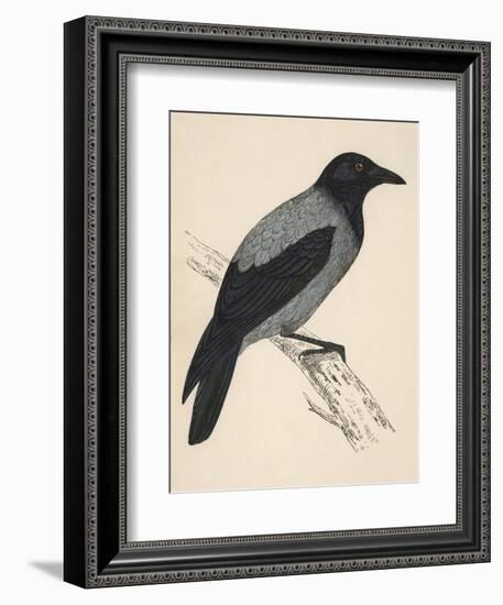 Hooded Crow-null-Framed Premium Giclee Print