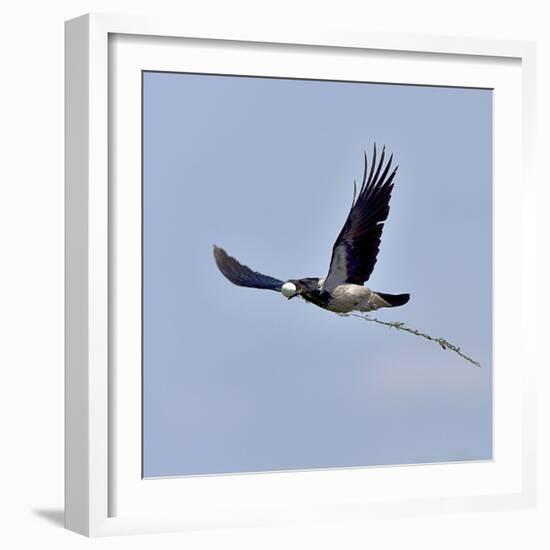 Hooded crown (Corvus cornix) flying with egg in beak, Danube Delta, Romania. May-Loic Poidevin-Framed Photographic Print