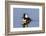 Hooded Merganser (Lophodytes cucullatus) male in wetland, Marion Co., Illinois, USA-Panoramic Images-Framed Photographic Print