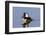 Hooded Merganser (Lophodytes cucullatus) male in wetland, Marion Co., Illinois, USA-Panoramic Images-Framed Photographic Print