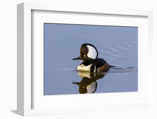 Hooded Merganser (Lophodytes cucullatus) male in wetland, Marion Co., Illinois, USA-Panoramic Images-Framed Photographic Print