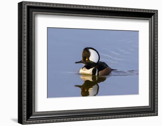 Hooded Merganser (Lophodytes cucullatus) male in wetland, Marion Co., Illinois, USA-Panoramic Images-Framed Photographic Print