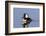 Hooded Merganser (Lophodytes cucullatus) male in wetland, Marion Co., Illinois, USA-Panoramic Images-Framed Photographic Print