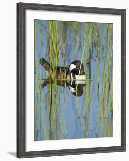 Hooded Merganser, Lophodytes Cucullatus, Viera Wetlands, Florida, Usa-Maresa Pryor-Framed Photographic Print