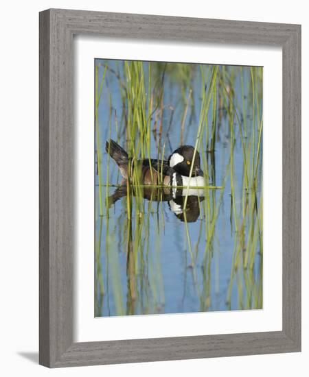 Hooded Merganser, Lophodytes Cucullatus, Viera Wetlands, Florida, Usa-Maresa Pryor-Framed Photographic Print