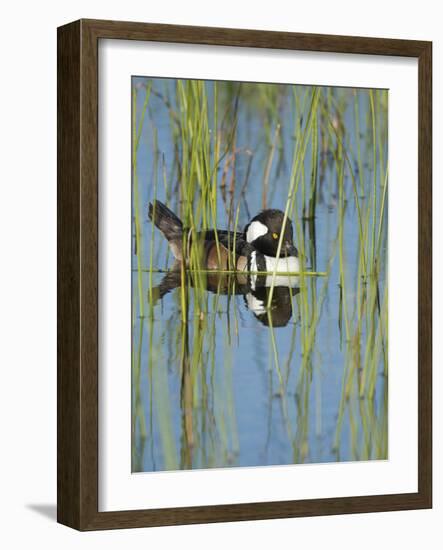 Hooded Merganser, Lophodytes Cucullatus, Viera Wetlands, Florida, Usa-Maresa Pryor-Framed Photographic Print