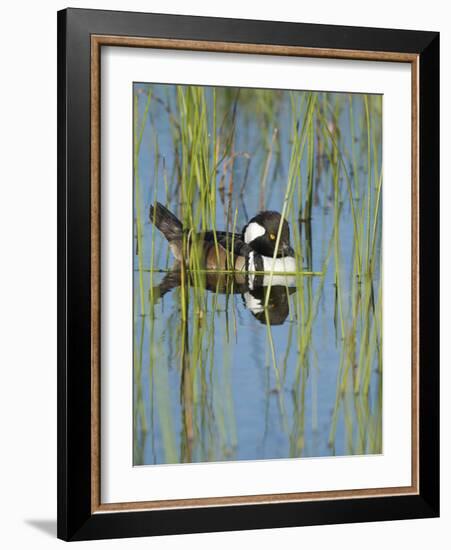 Hooded Merganser, Lophodytes Cucullatus, Viera Wetlands, Florida, Usa-Maresa Pryor-Framed Photographic Print