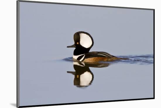 Hooded Merganser Male in Wetland, Marion, Illinois, Usa-Richard ans Susan Day-Mounted Photographic Print