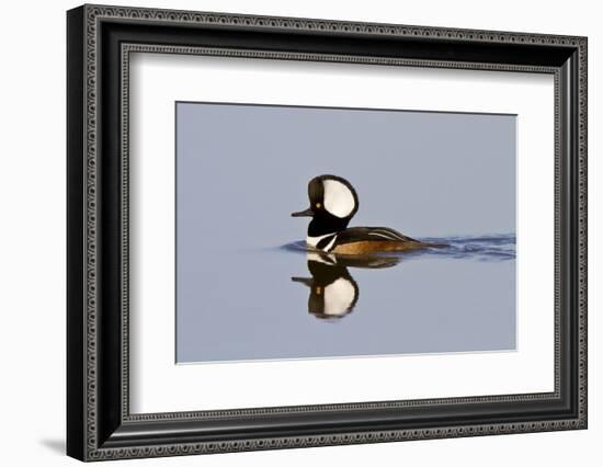 Hooded Merganser Male in Wetland, Marion, Illinois, Usa-Richard ans Susan Day-Framed Photographic Print