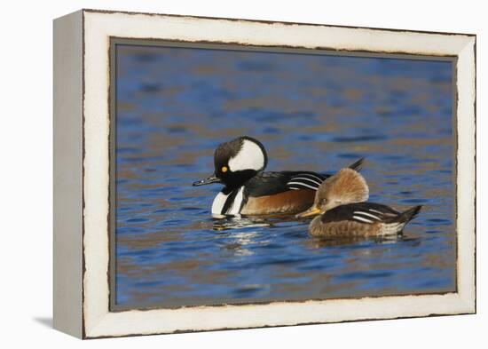 Hooded Merganser pair-Ken Archer-Framed Premier Image Canvas