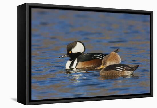 Hooded Merganser pair-Ken Archer-Framed Premier Image Canvas