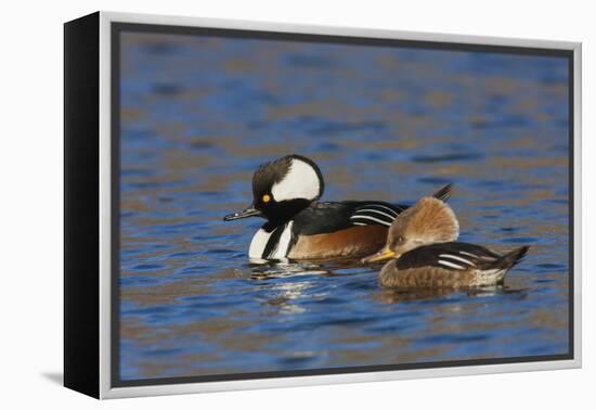 Hooded Merganser pair-Ken Archer-Framed Premier Image Canvas