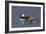 Hooded Merganser pair-Ken Archer-Framed Photographic Print