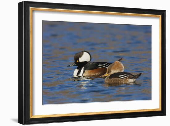 Hooded Merganser pair-Ken Archer-Framed Photographic Print