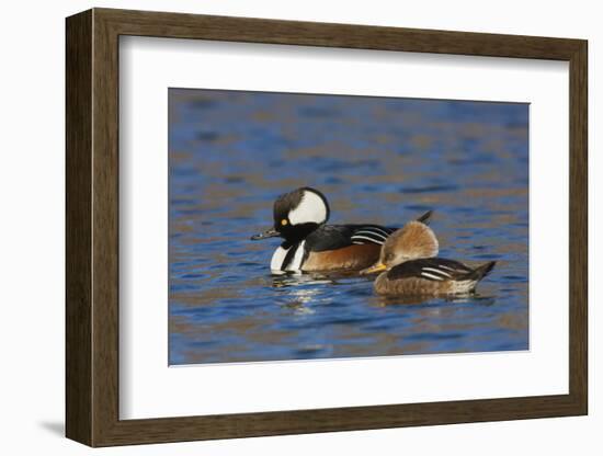 Hooded Merganser pair-Ken Archer-Framed Photographic Print