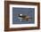 Hooded Merganser pair-Ken Archer-Framed Photographic Print