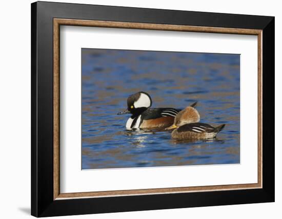 Hooded Merganser pair-Ken Archer-Framed Photographic Print