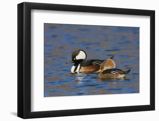 Hooded Merganser pair-Ken Archer-Framed Photographic Print