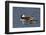 Hooded Merganser pair-Ken Archer-Framed Photographic Print