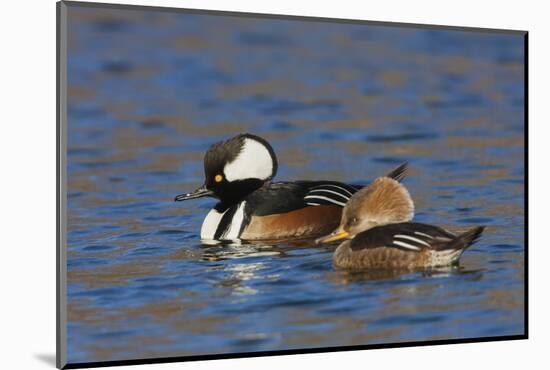 Hooded Merganser pair-Ken Archer-Mounted Photographic Print