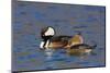 Hooded Merganser pair-Ken Archer-Mounted Photographic Print