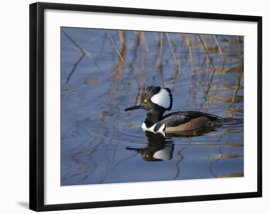 Hooded Merganser, Viera Wetlands, Florida, Usa-Maresa Pryor-Framed Photographic Print