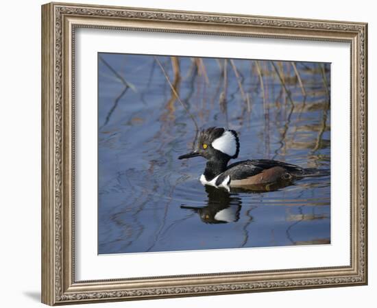 Hooded Merganser, Viera Wetlands, Florida, Usa-Maresa Pryor-Framed Photographic Print