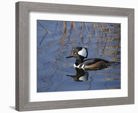 Hooded Merganser, Viera Wetlands, Florida, Usa-Maresa Pryor-Framed Photographic Print