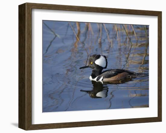 Hooded Merganser, Viera Wetlands, Florida, Usa-Maresa Pryor-Framed Photographic Print