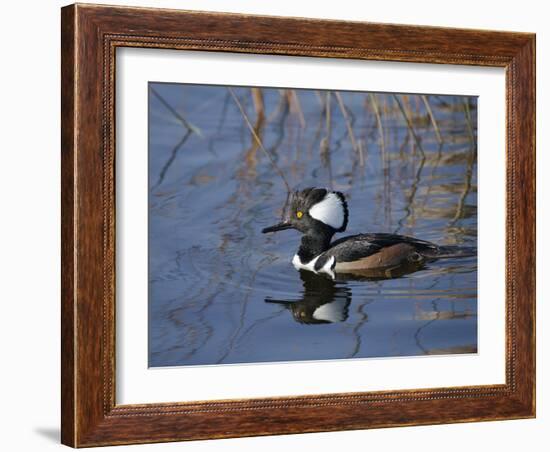 Hooded Merganser, Viera Wetlands, Florida, Usa-Maresa Pryor-Framed Photographic Print