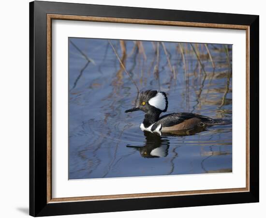 Hooded Merganser, Viera Wetlands, Florida, Usa-Maresa Pryor-Framed Photographic Print