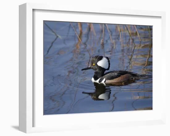 Hooded Merganser, Viera Wetlands, Florida, Usa-Maresa Pryor-Framed Photographic Print