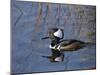 Hooded Merganser, Viera Wetlands, Florida, Usa-Maresa Pryor-Mounted Photographic Print