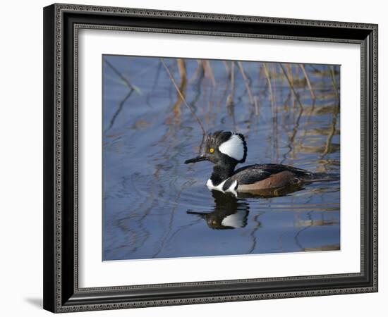 Hooded Merganser, Viera Wetlands, Florida, Usa-Maresa Pryor-Framed Photographic Print