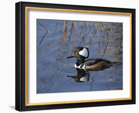 Hooded Merganser, Viera Wetlands, Florida, Usa-Maresa Pryor-Framed Photographic Print