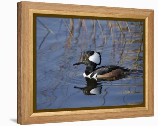 Hooded Merganser, Viera Wetlands, Florida, Usa-Maresa Pryor-Framed Premier Image Canvas