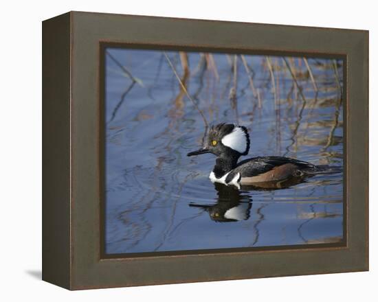 Hooded Merganser, Viera Wetlands, Florida, Usa-Maresa Pryor-Framed Premier Image Canvas