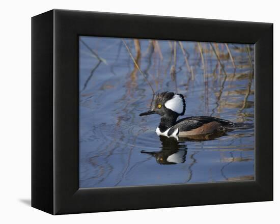 Hooded Merganser, Viera Wetlands, Florida, Usa-Maresa Pryor-Framed Premier Image Canvas