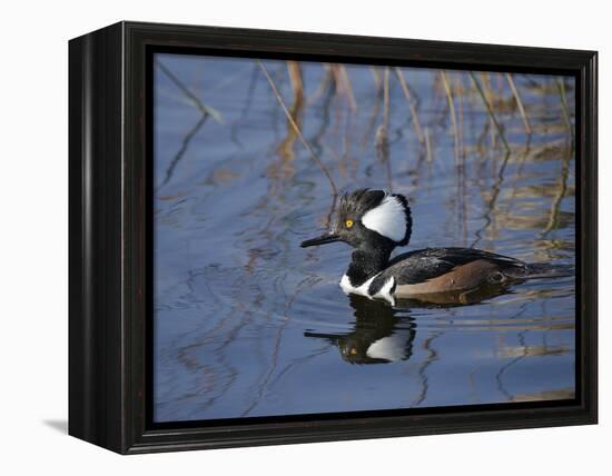 Hooded Merganser, Viera Wetlands, Florida, Usa-Maresa Pryor-Framed Premier Image Canvas