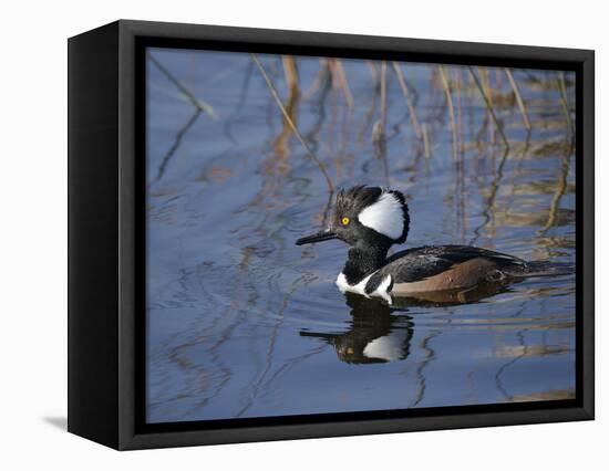 Hooded Merganser, Viera Wetlands, Florida, Usa-Maresa Pryor-Framed Premier Image Canvas