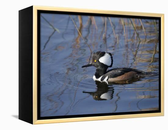 Hooded Merganser, Viera Wetlands, Florida, Usa-Maresa Pryor-Framed Premier Image Canvas