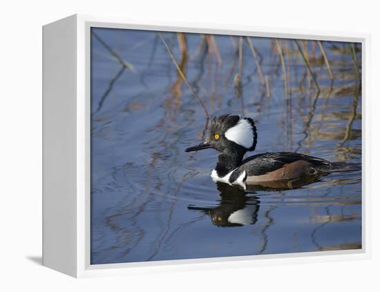 Hooded Merganser, Viera Wetlands, Florida, Usa-Maresa Pryor-Framed Premier Image Canvas