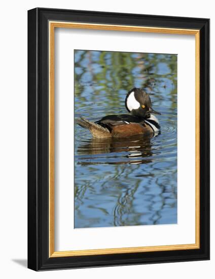 Hooded Merganser with Crest Raised, Viera Wetlands, Florida-Maresa Pryor-Framed Photographic Print