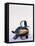 Hooded Merganser-Harro Maass-Framed Premier Image Canvas