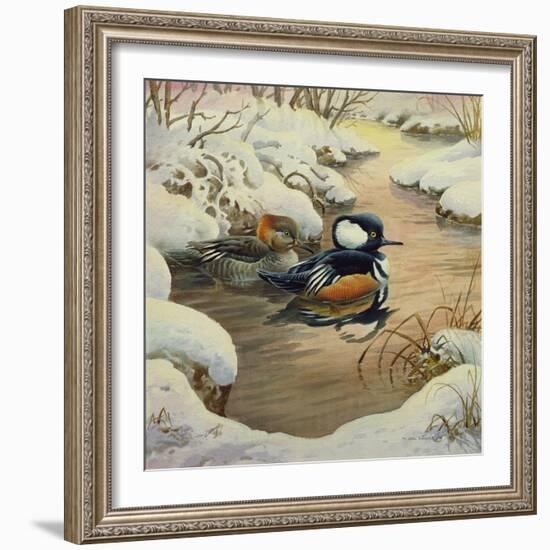 Hooded Mergansers on a Pool-Carl Donner-Framed Giclee Print