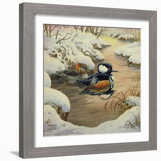 Hooded Mergansers on a Pool-Carl Donner-Framed Giclee Print