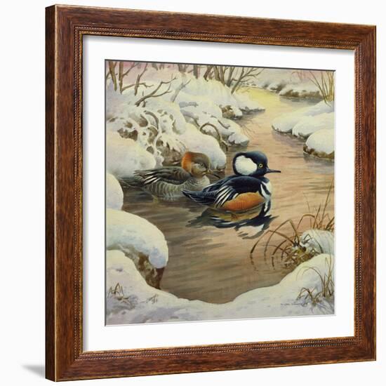 Hooded Mergansers on a Pool-Carl Donner-Framed Giclee Print