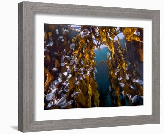 Hooded nudibranchs clinging to Bull Kelp, BC, Canada-David Hall-Framed Photographic Print