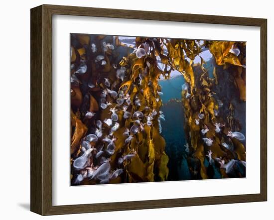 Hooded nudibranchs clinging to Bull Kelp, BC, Canada-David Hall-Framed Photographic Print