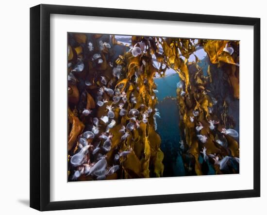 Hooded nudibranchs clinging to Bull Kelp, BC, Canada-David Hall-Framed Photographic Print